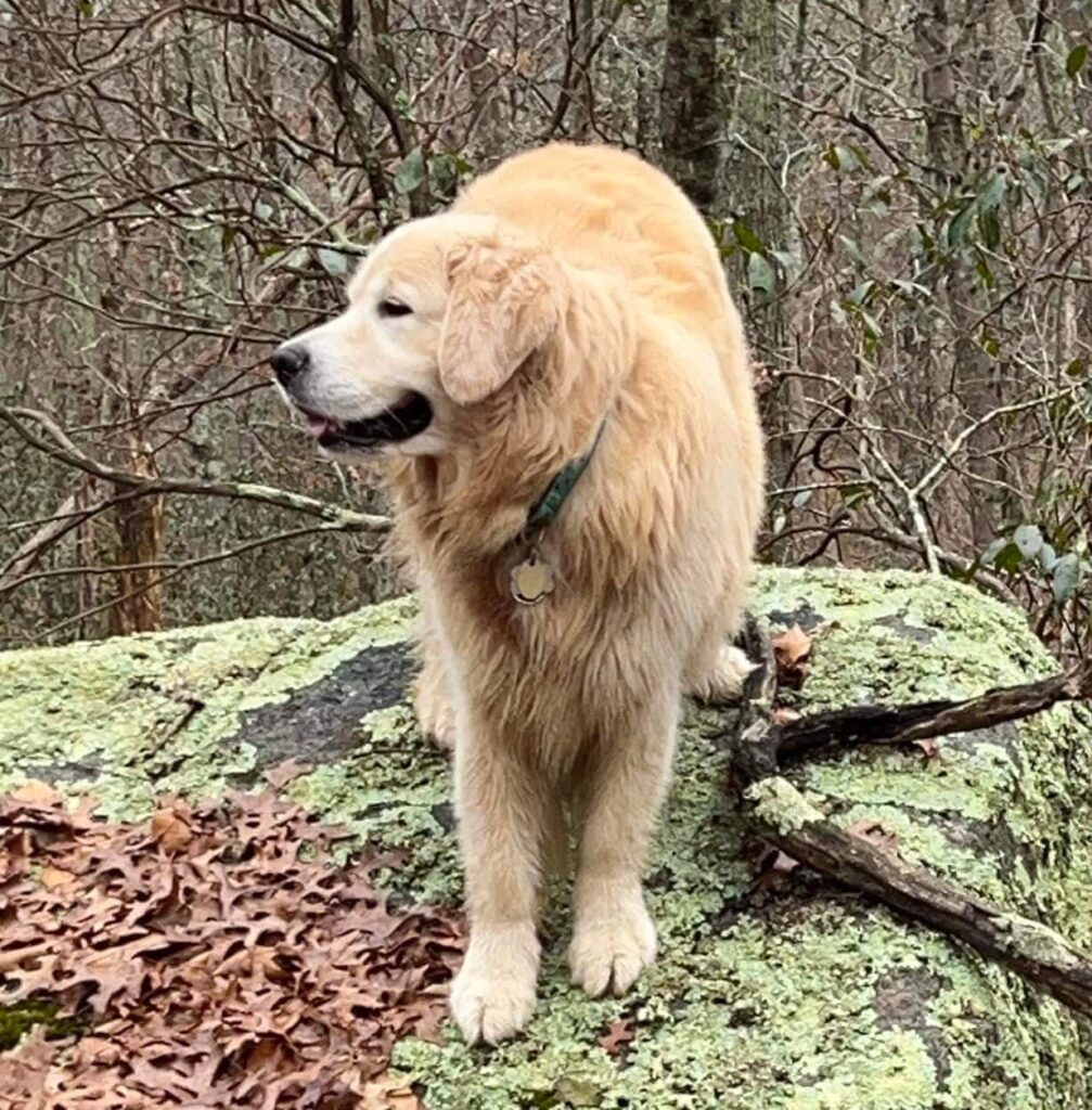 Tori, Peter and Sandy Lok's Golden Retriever, standing alone on a moss covered Rock in a wooded setting