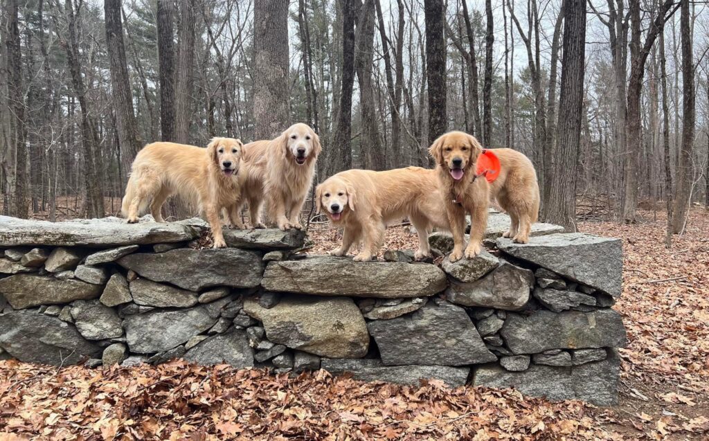 Peter and Sandy Lok's four Golden Retrievers standing on a stone wall in a wooded setting which appears to be Fall, must after all the leaves have fallen from the trees.