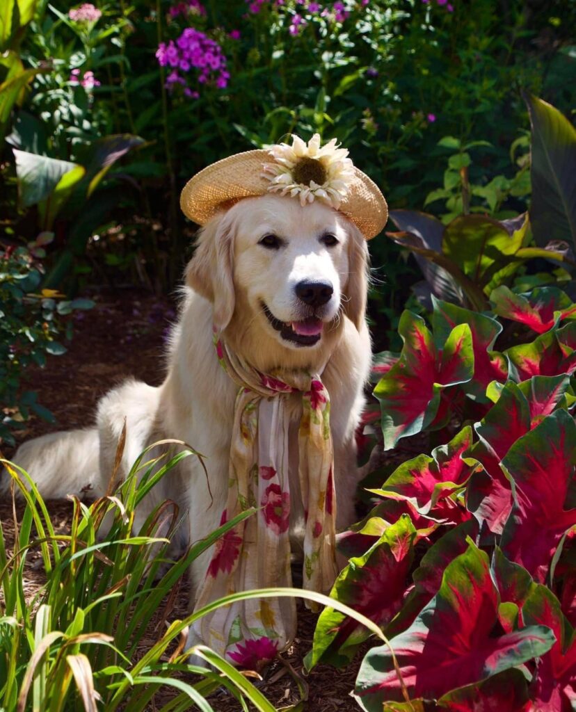 Picture of Tori, the Golden Retriever in her butterfly garden, sitting and wearing a straw hat and a scarf hanging from her neck.