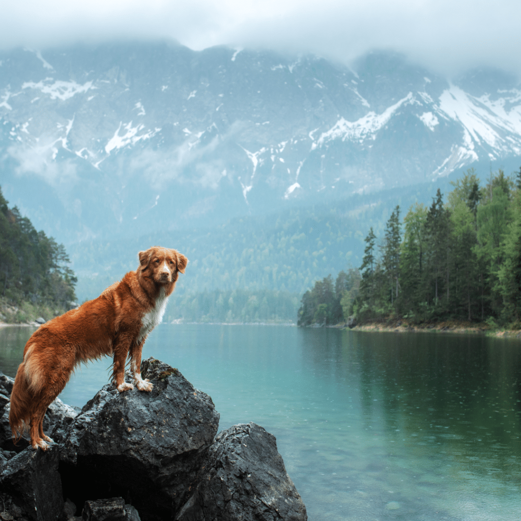 Light brown and white Retriever in Nova Scotia, stands with his two front legs on elevated rocks, looking at the camera in a pristine setting with a still lake and mountains as the backdrop.
