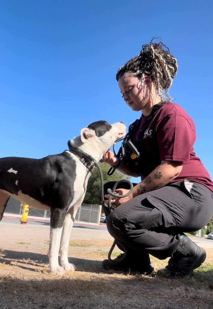 Marlena Piacenza kneeling down in front of a full grown black and white mixed breed