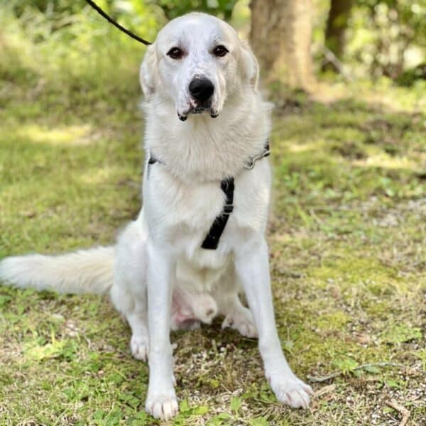 Great Pyrenees, white,lsitting, staring at the camera. Available for adoption at ARF Hamptons in East Hampton, NY