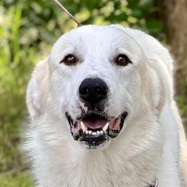 Great Pyrenees, white, staring at the camera. Available for adoption at ARF Hamptons in East Hampton, NY