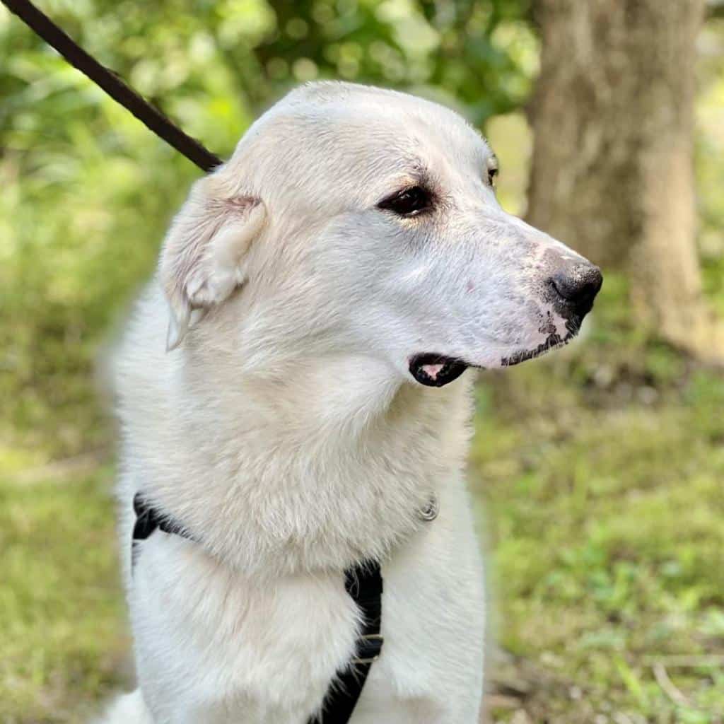 Great Pyrenees, white,looking off to his left while sitting, Available for adoption at ARF Hamptons in East Hampton, NY