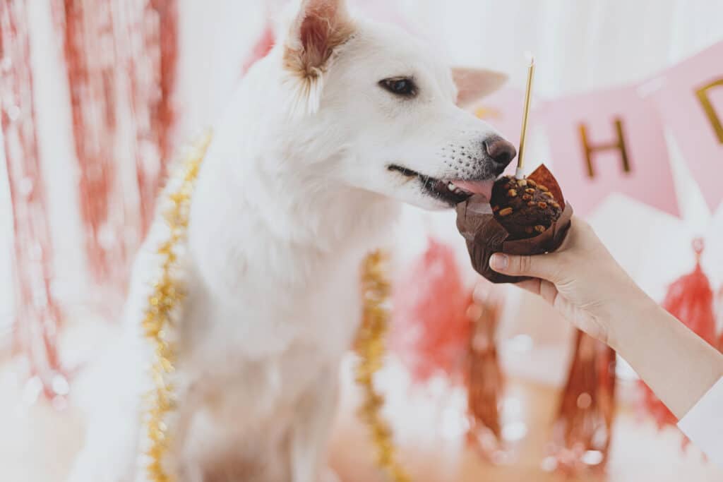 A white dog that looks like either a white shepherd of Great Pyreenes being fed a piece of chocolate. This image is for the story Let's Talk Dogs and Chocolate: How much chocolate can a dog safely eat?